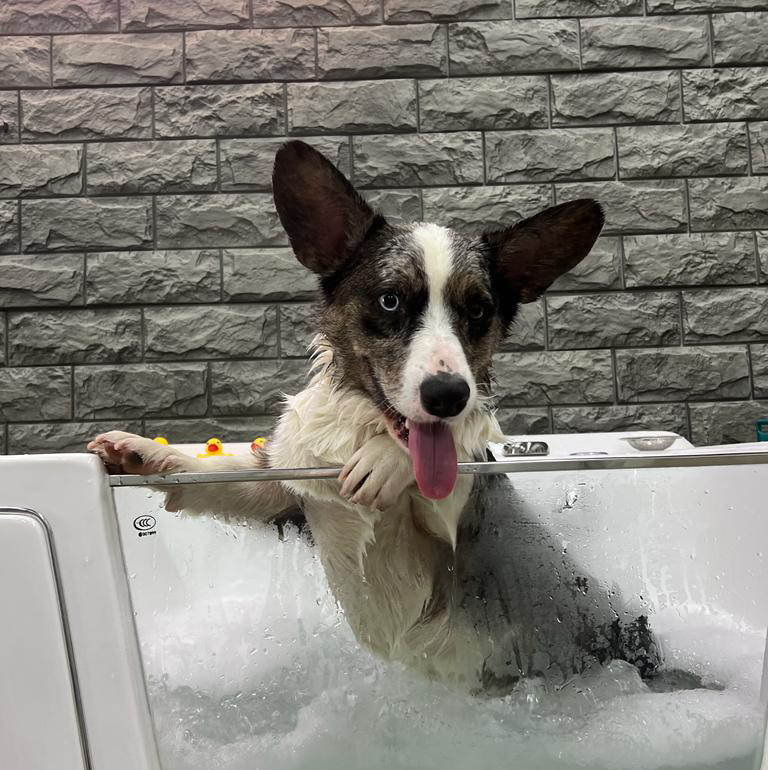 Корги кардиган/флаффи комплекс