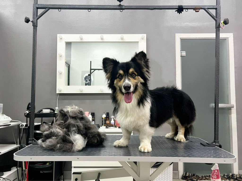 Корги кардиган/ флаффи  Комплекс с экспресс линькой