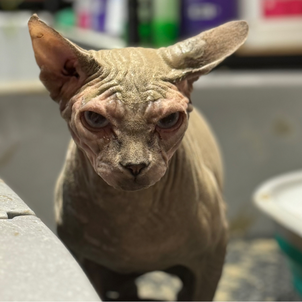 Мытье (сфинкс)