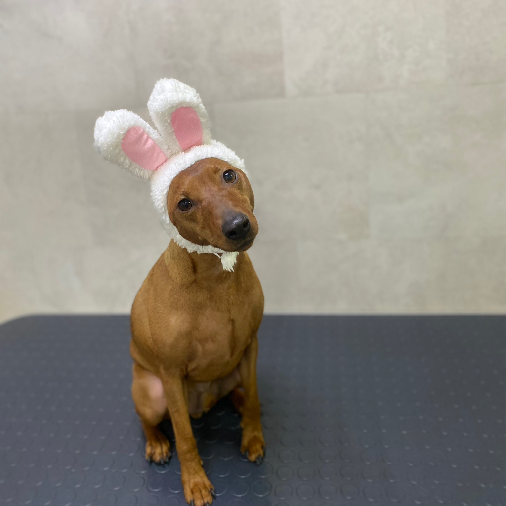 Цвергпинчер комплекс вычесывание