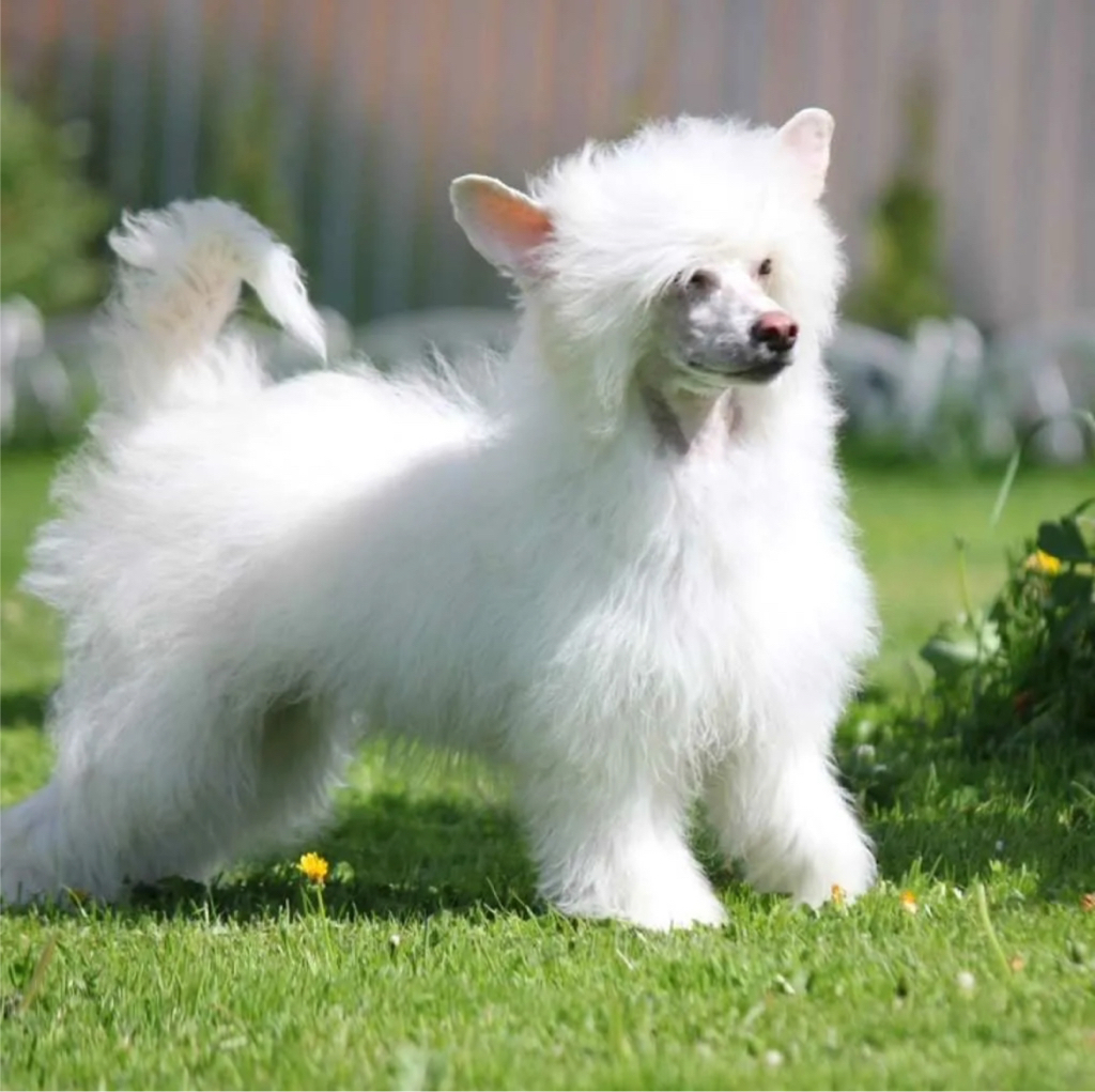 Китайская пуховая хохлатая | Комплекс