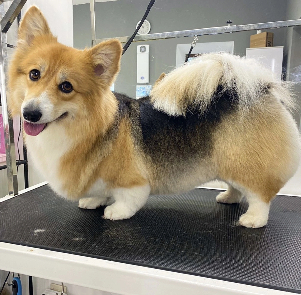 Груминг корги (флаффи)