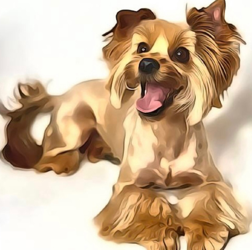 Комплекс СО СТРИЖКОЙ  ПОД НОЖНИЦЫ для йорка