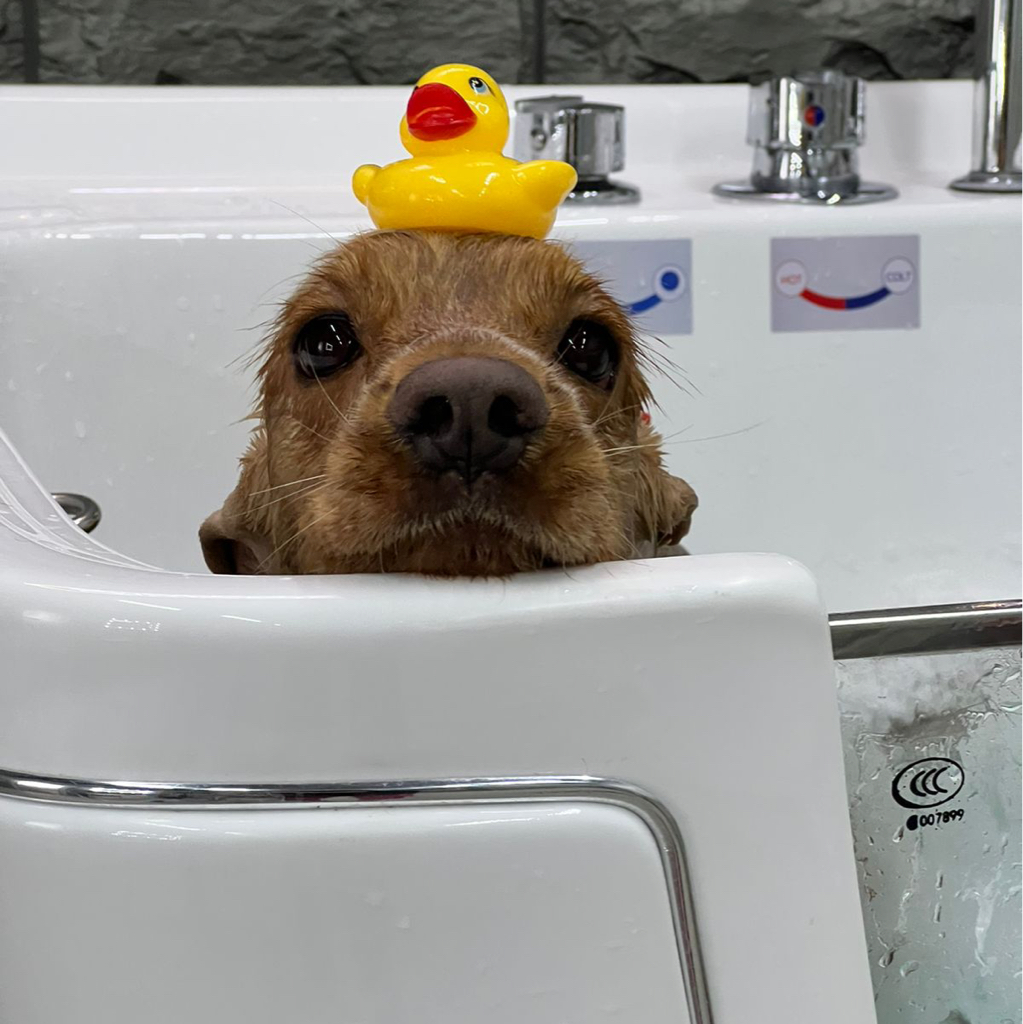 Гигиена Кокер спаниэля
Уход между стрижками