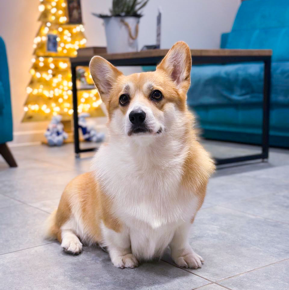 Корги *Вычёсывание и мытьё*