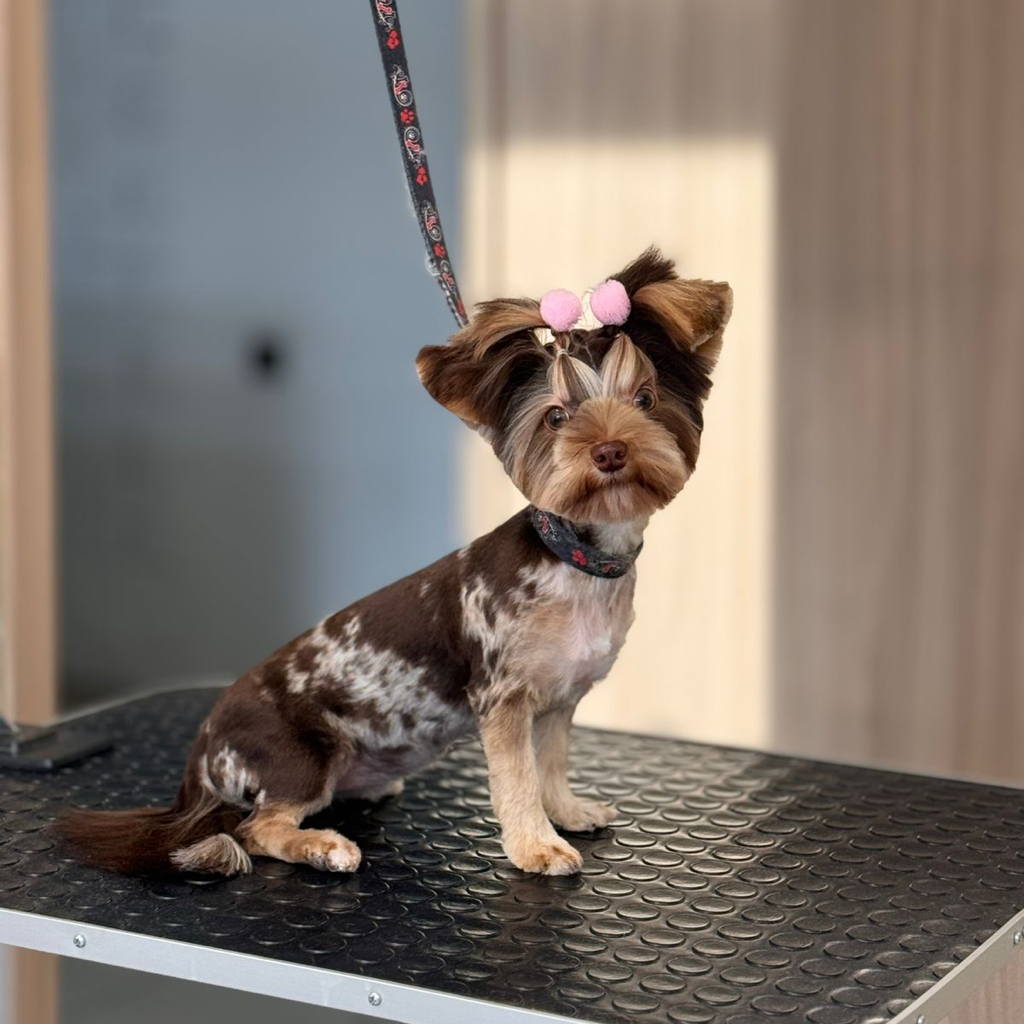 Йорк, бивер, мальтезе (под машинку) | ТОП Мастер