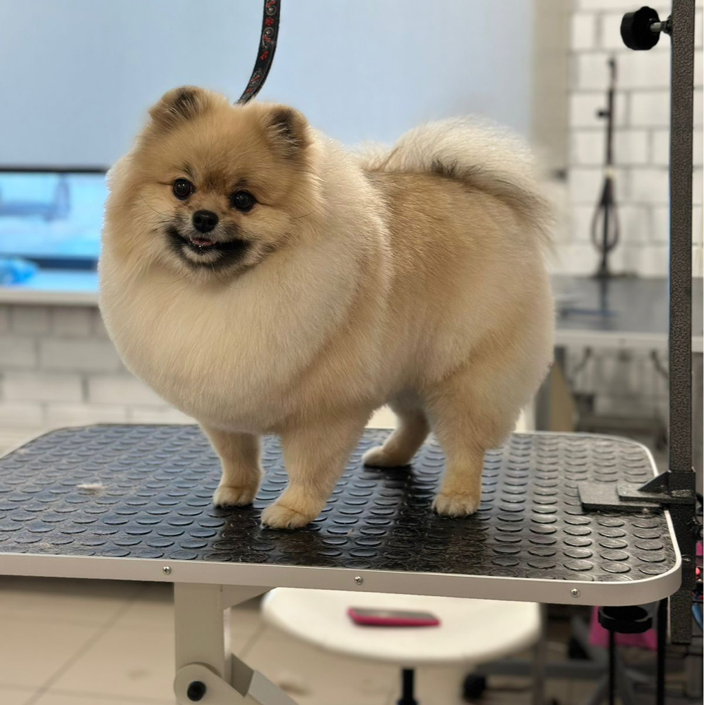 Шпиц средний (стрижка) | ТОП Мастер