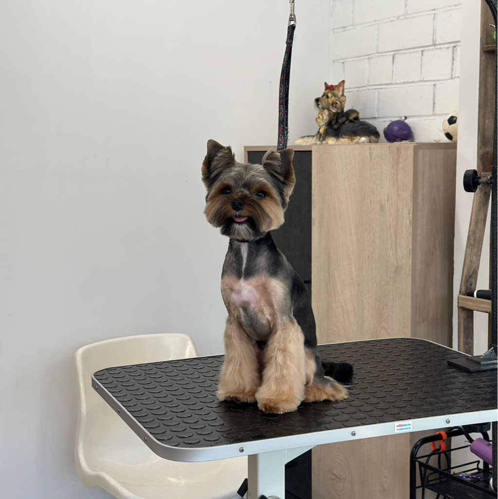 Йорк, бивер, мальтезе (лапы столбики) | ТОП Мастер