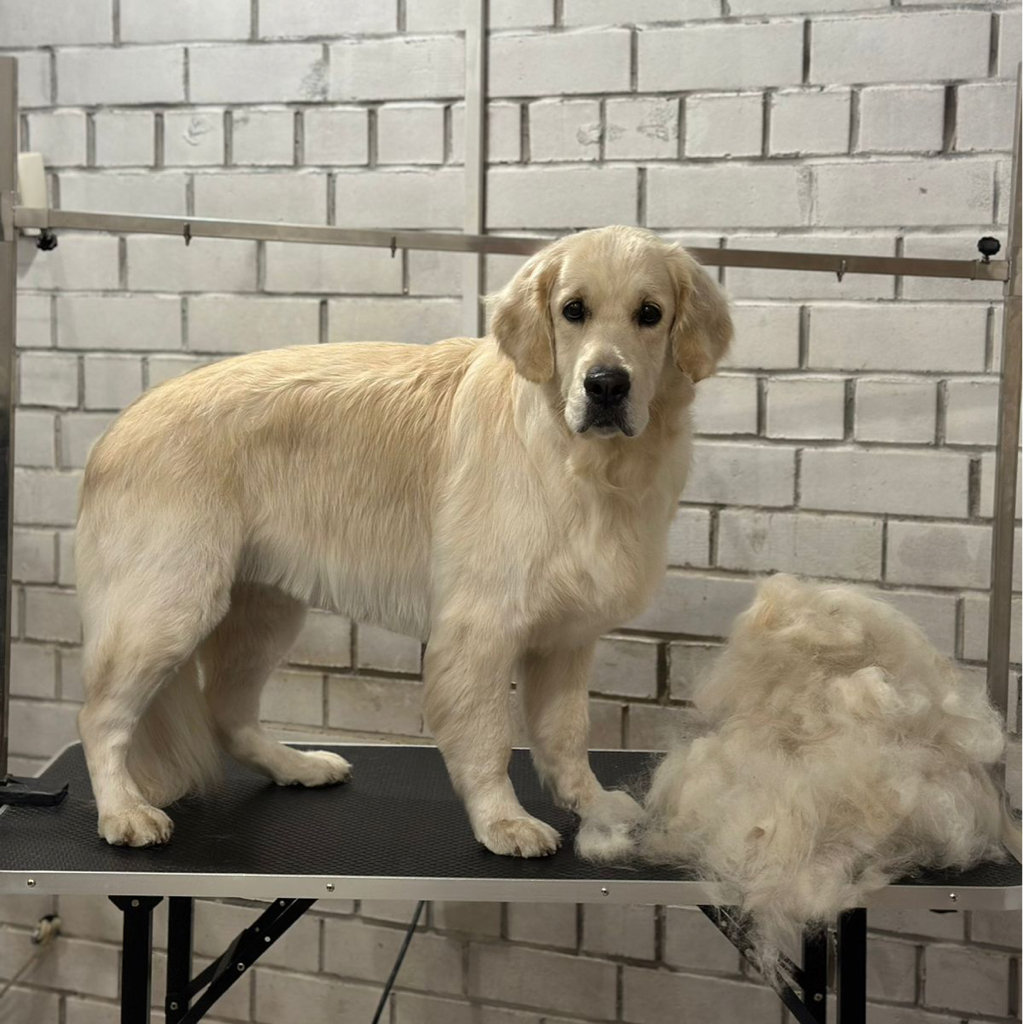 Голден ретривер (со стрижкой)