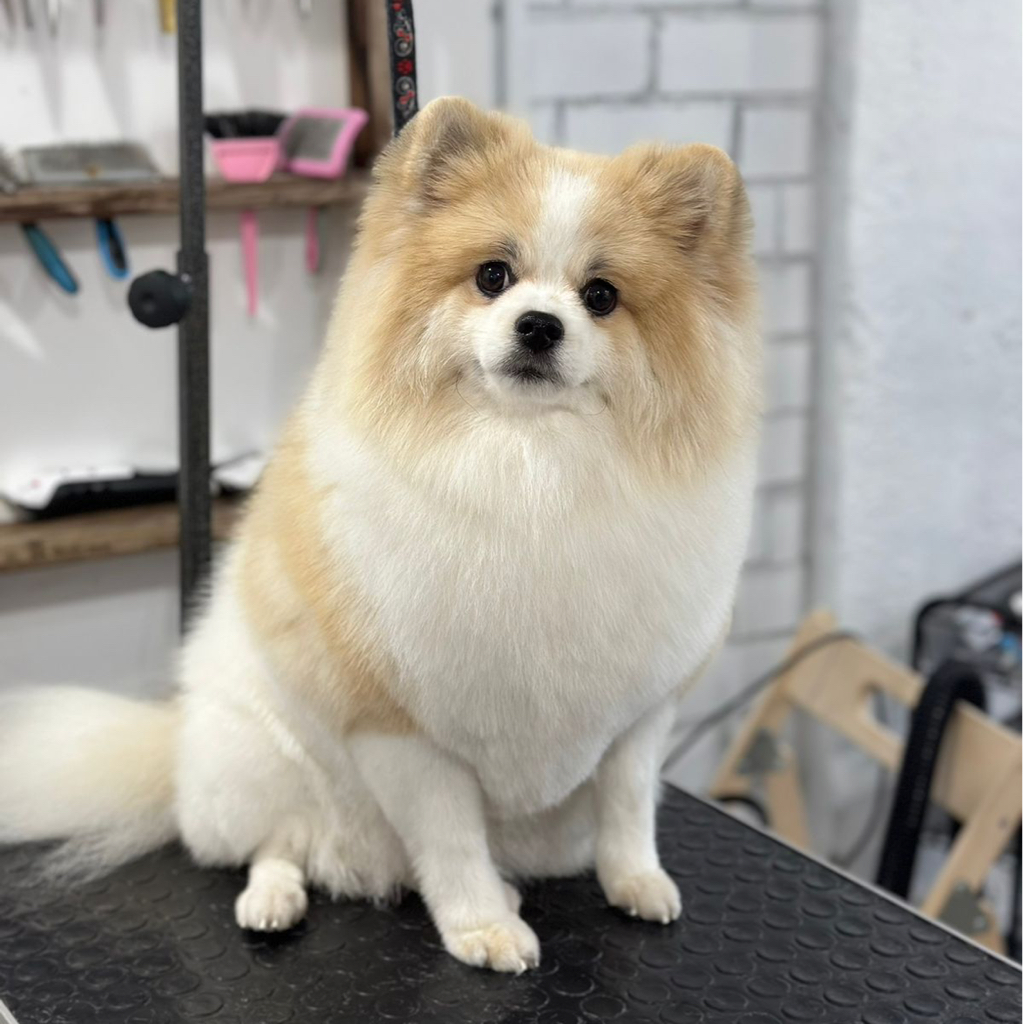 Шпиц большой (стрижка) | ТОП Мастер