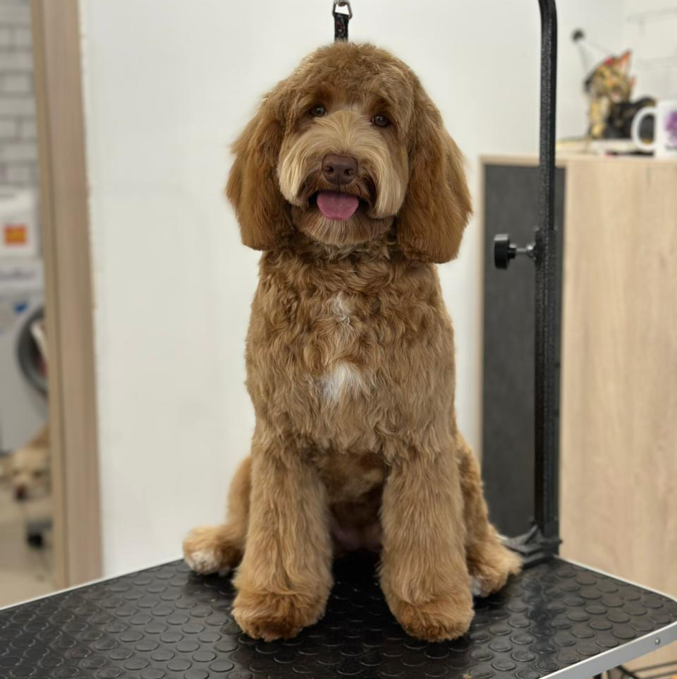 Голдендудль (под ножницы)