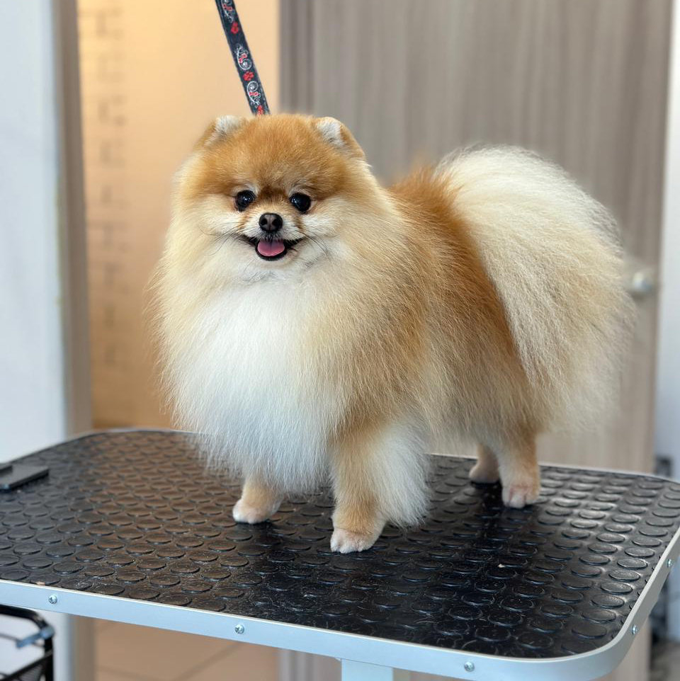 Шпиц (гигиена) | ТОП Мастер