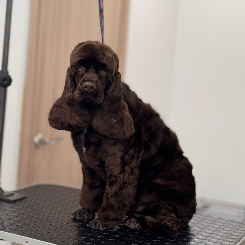 Кокер спаниель (стрижка под ножницы)