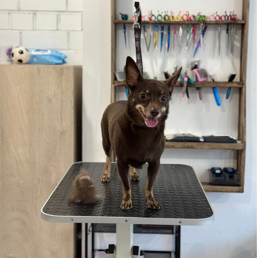 Той терьер (линька)