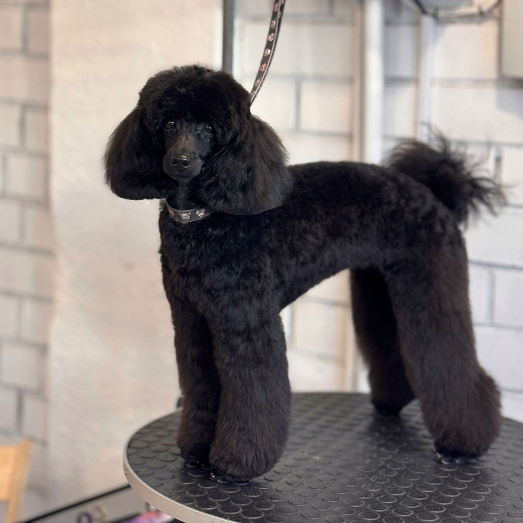 Пудель средний, кавапу (под ножницы) | ТОП Мастер