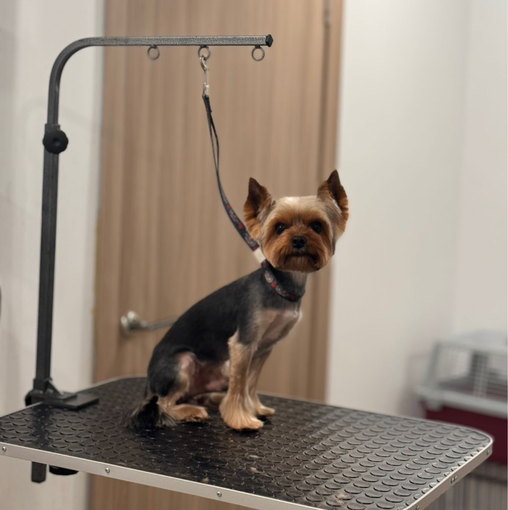 Йорк, бивер, мальтезе (лапы кисточки) | ТОП Мастер