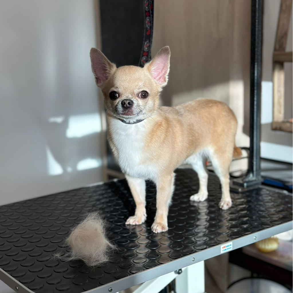 Чихуахуа короткошерстная/длинношерстная (линька)