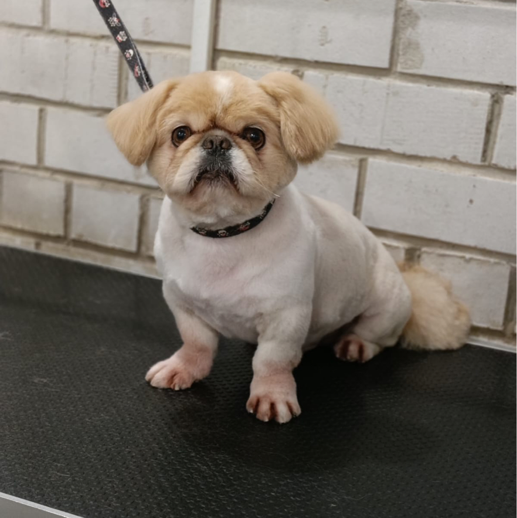 Пекинес (под машинку)