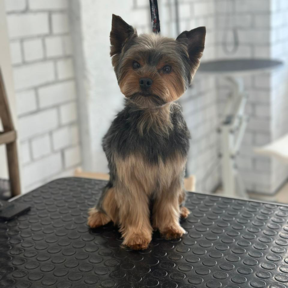 Йорк, бивер, мальтезе (гигиена + морда) | ТОП Мастер