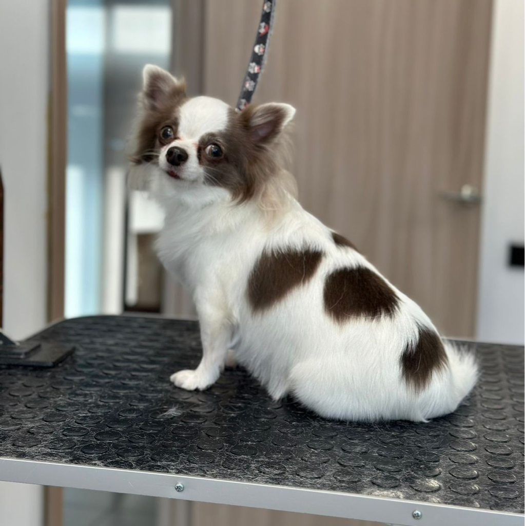 Чихуахуа длинношерстная (стрижка)