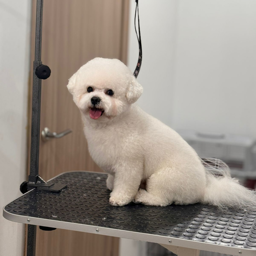 Бишон (под ножницы) | ТОП Мастер