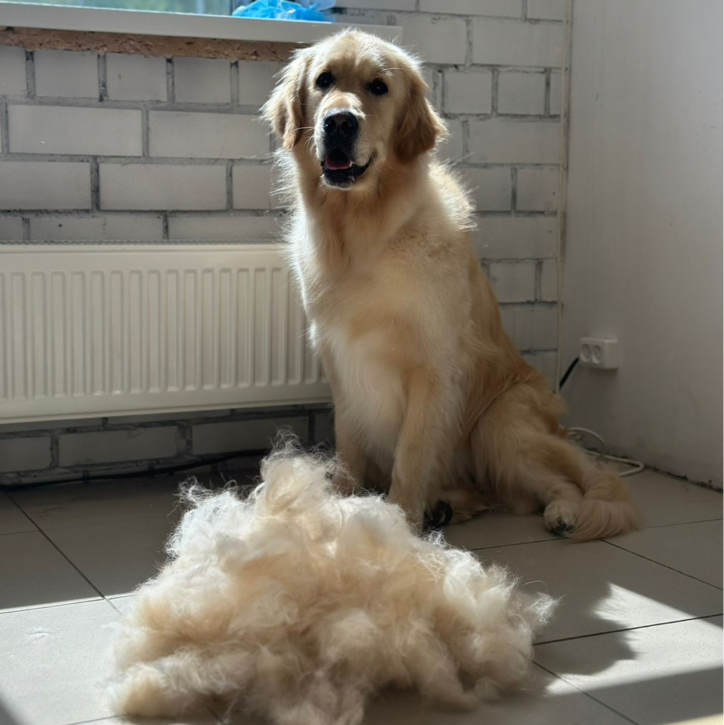 Голден ретривер (без стрижки)