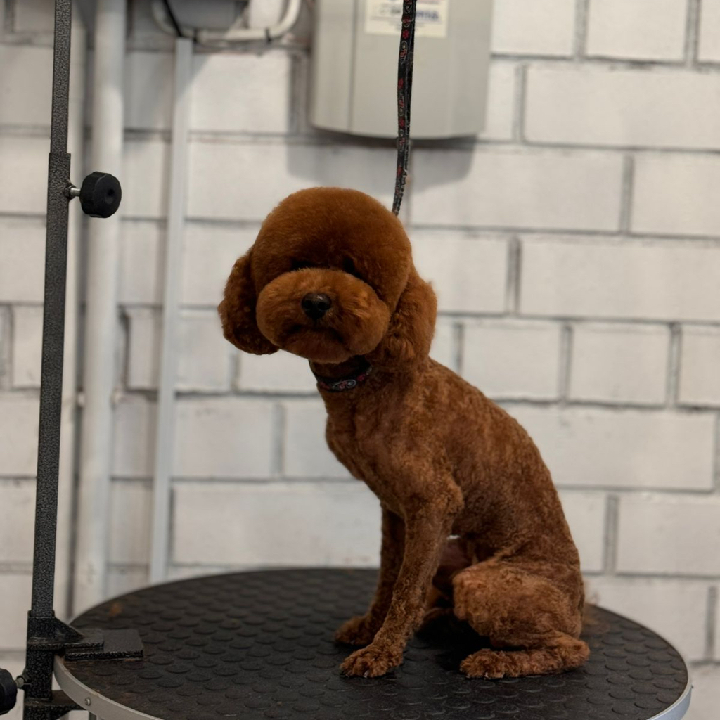 Мальтипу, карликовый пудель (под машинку) | ТОП Мастер