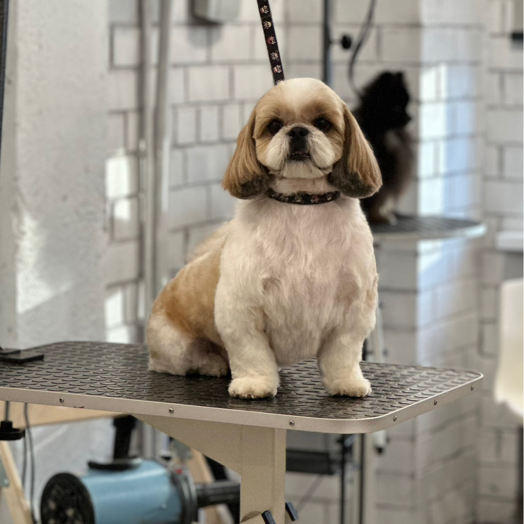 Шитцу (под ножницы) | ТОП Мастер