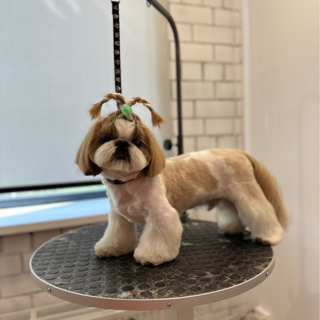 Шитцу (лапы столбики) | ТОП Мастер