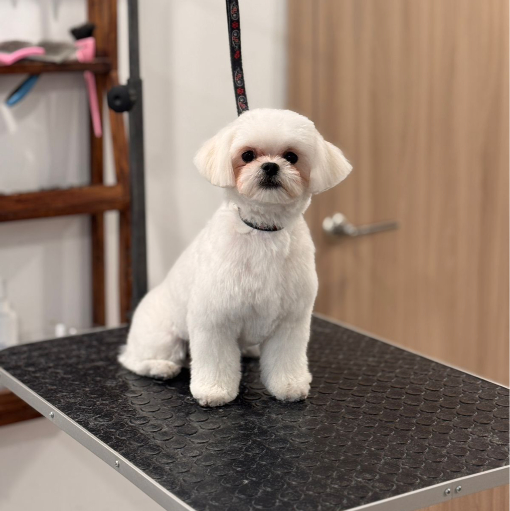 Йорк, бивер, мальтезе (под ножницы) | ТОП Мастер