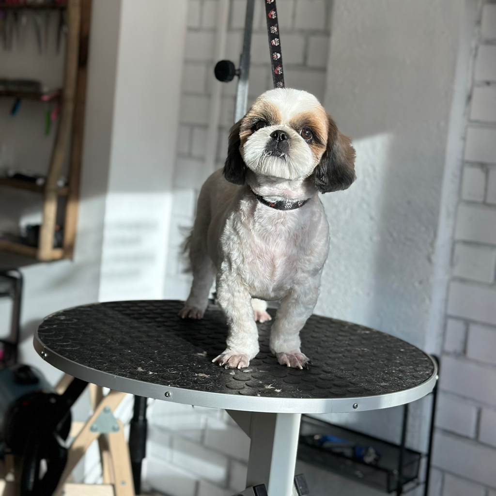 Шитцу (под машинку) | ТОП Мастер