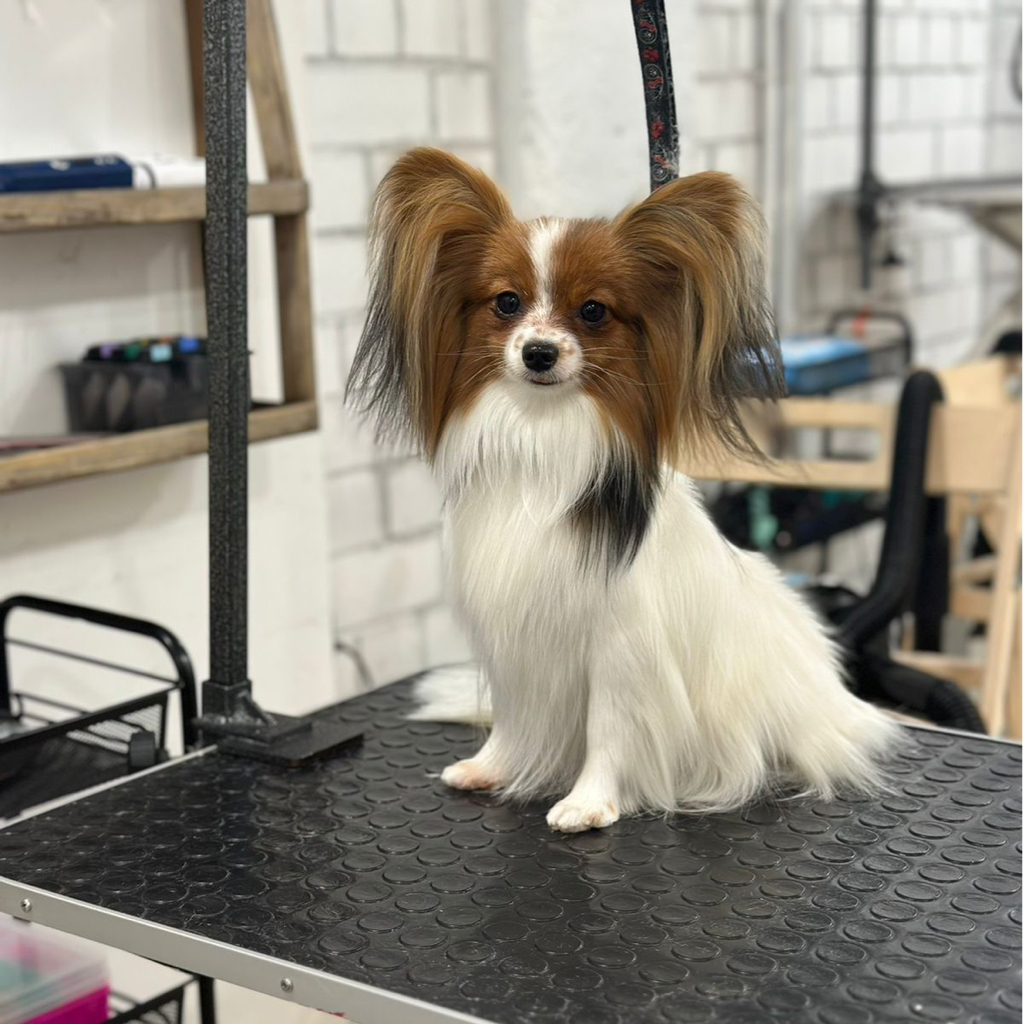 Папийон (гигиена) | ТОП Мастер