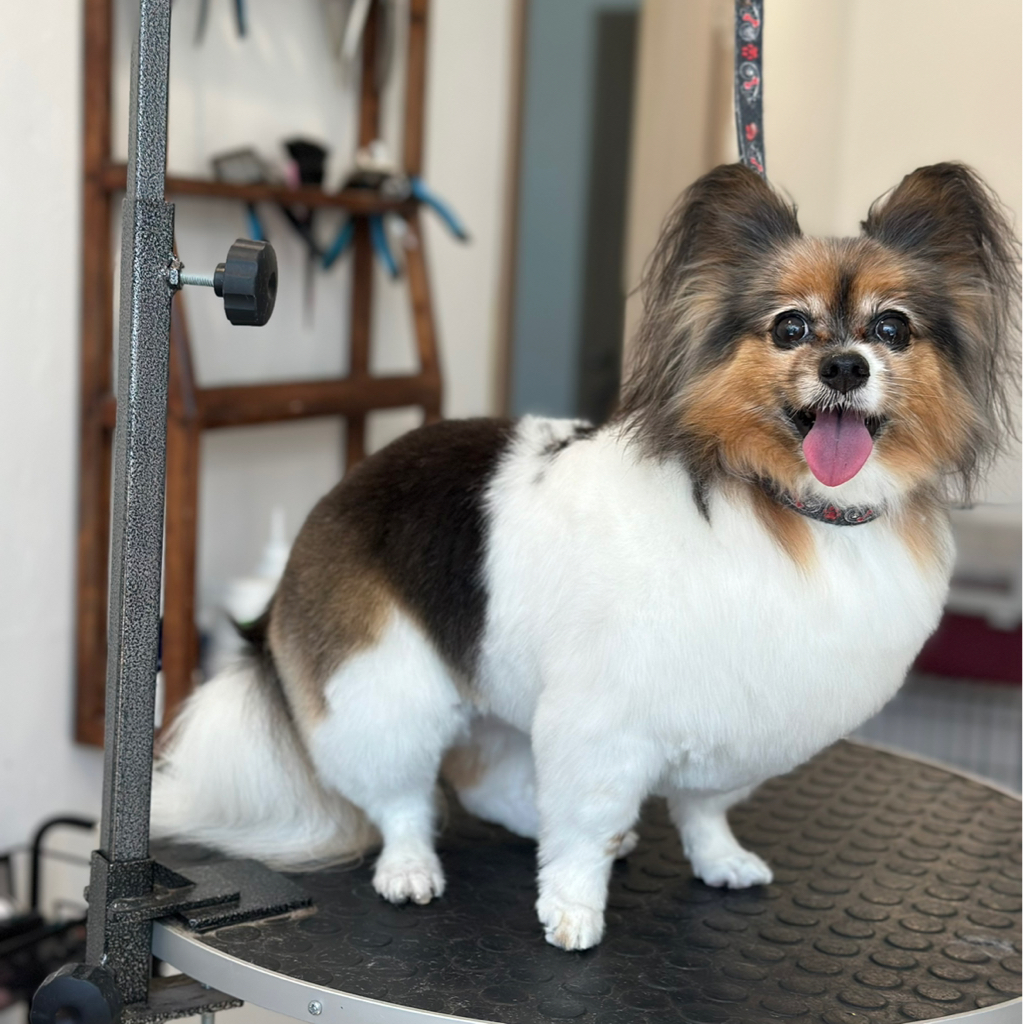 Папийон (стрижка) | ТОП Мастер