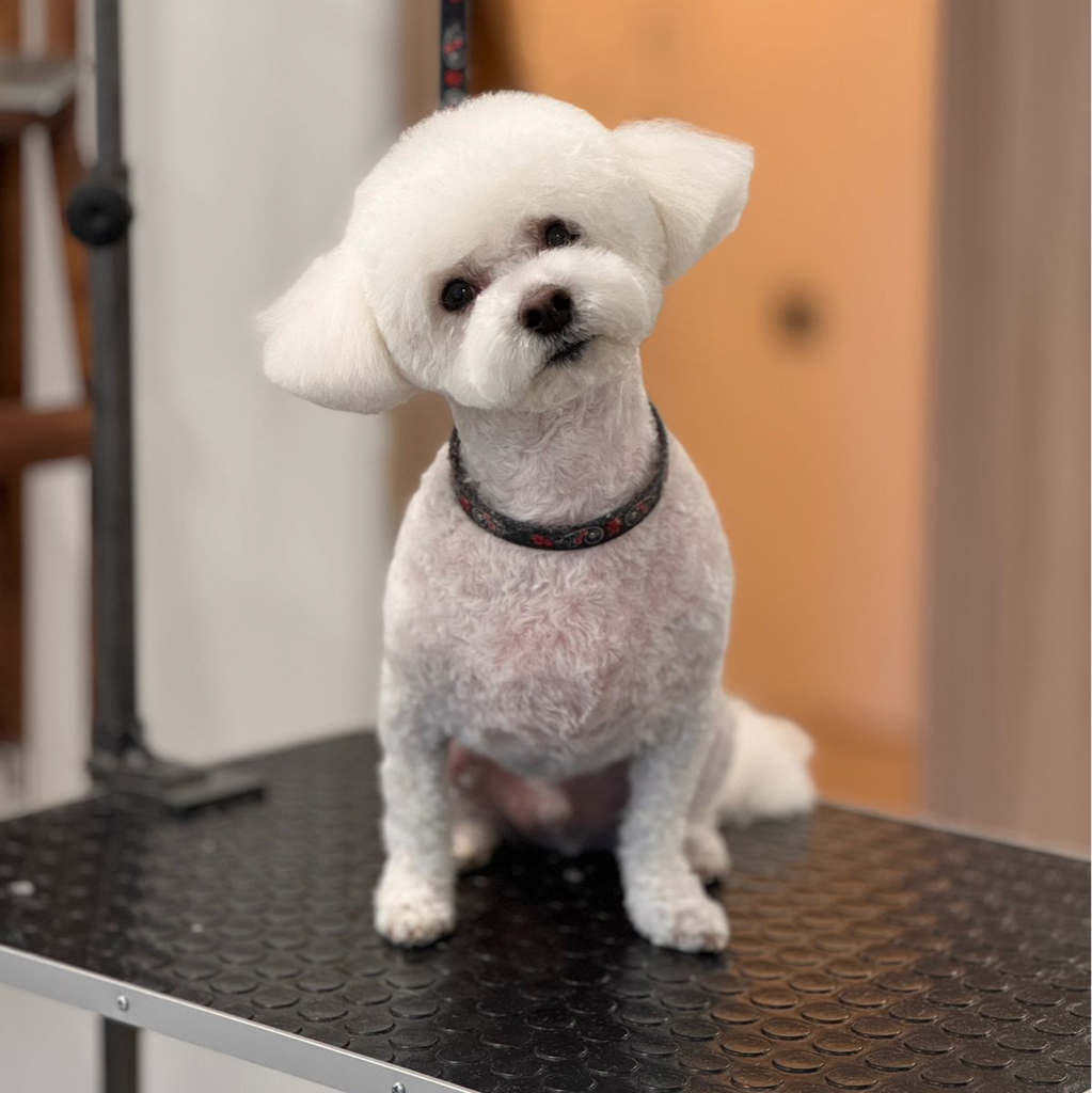 Бишон (под машинку) | ТОП Мастер