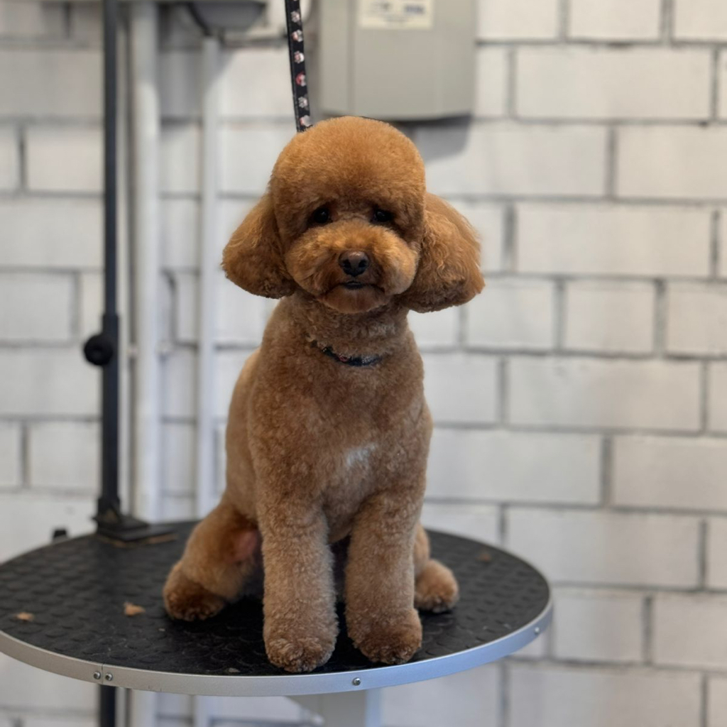 Мальтипу, карликовый пудель (под ножницы) | ТОП Мастер