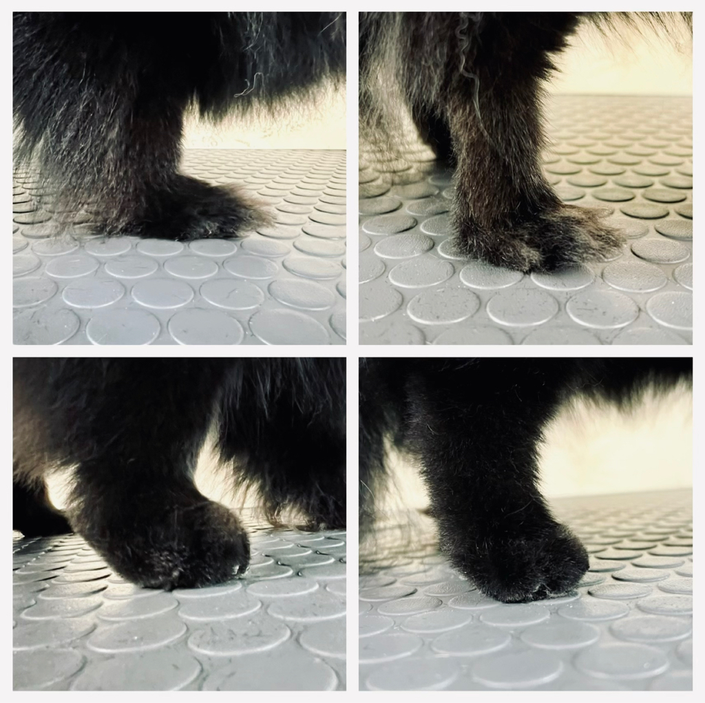 Оформление лап  мелкие породы