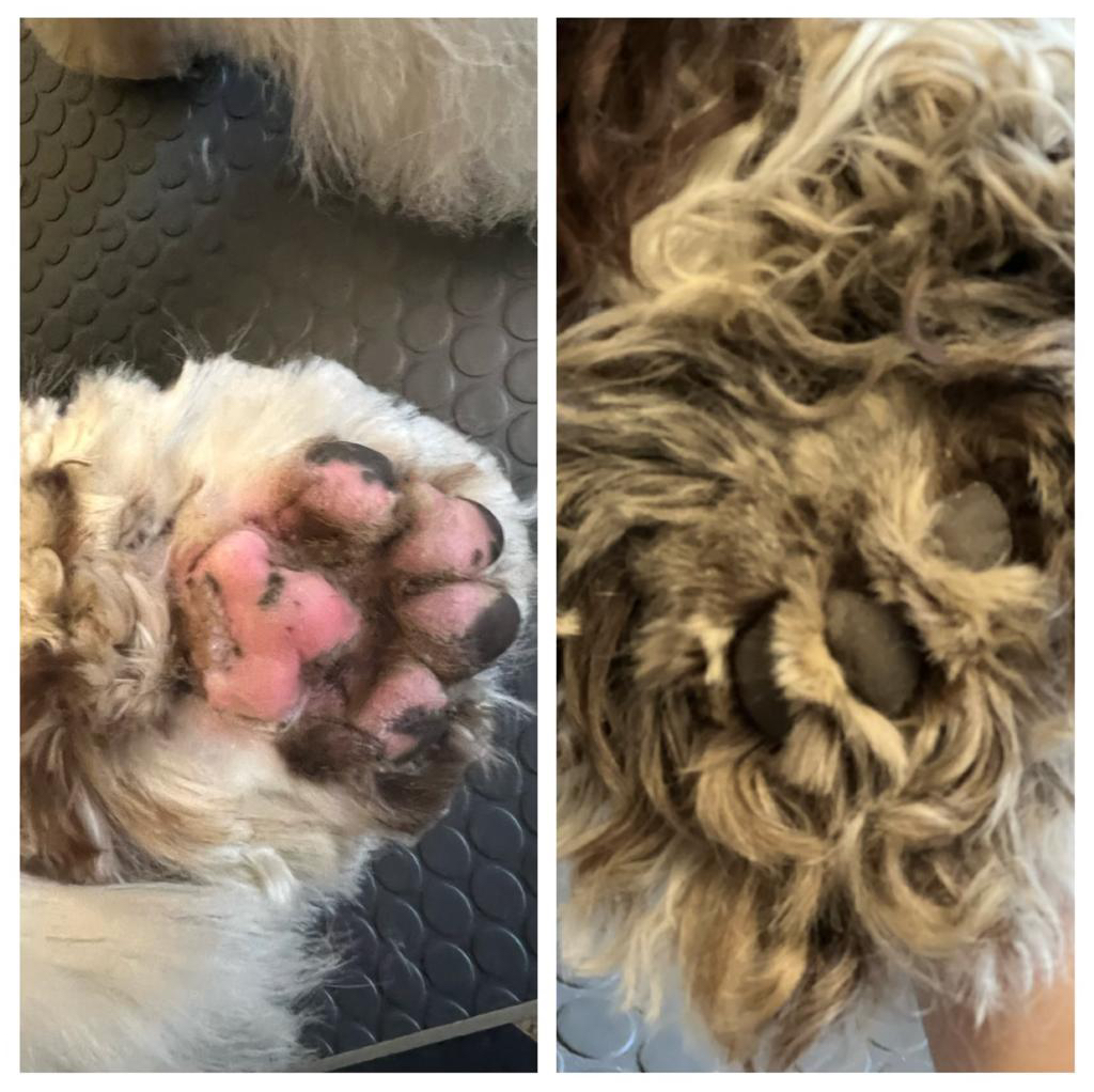 Оформление лап  Средние породы