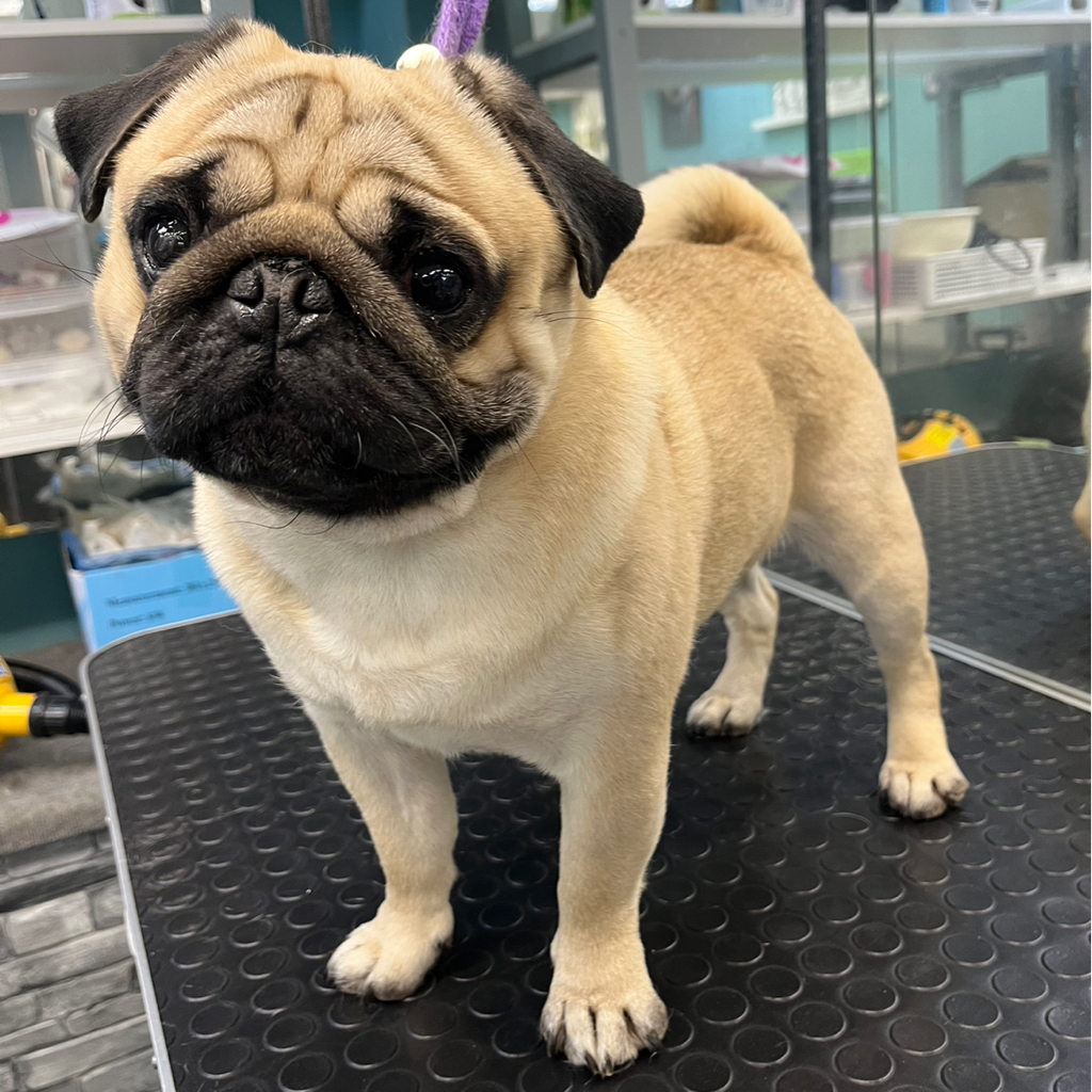 Мопс экспресс-линька