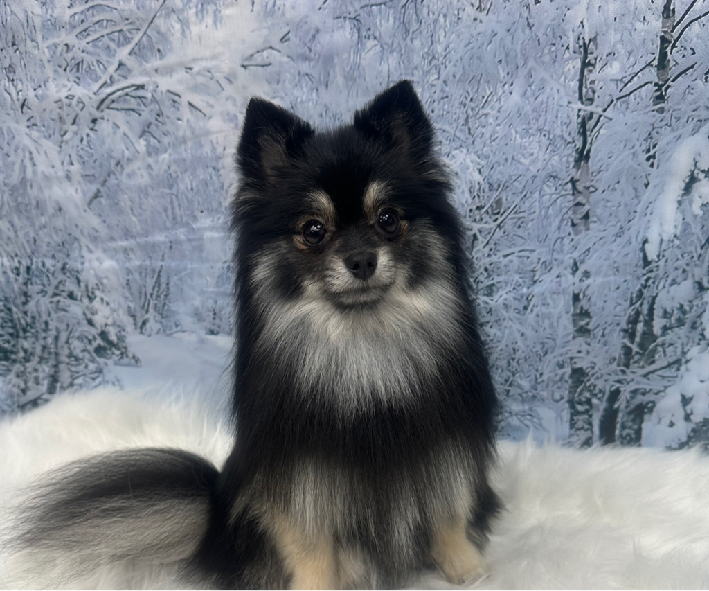 Шпиц мини до 3 кг со стрижкой (полный комплекс)