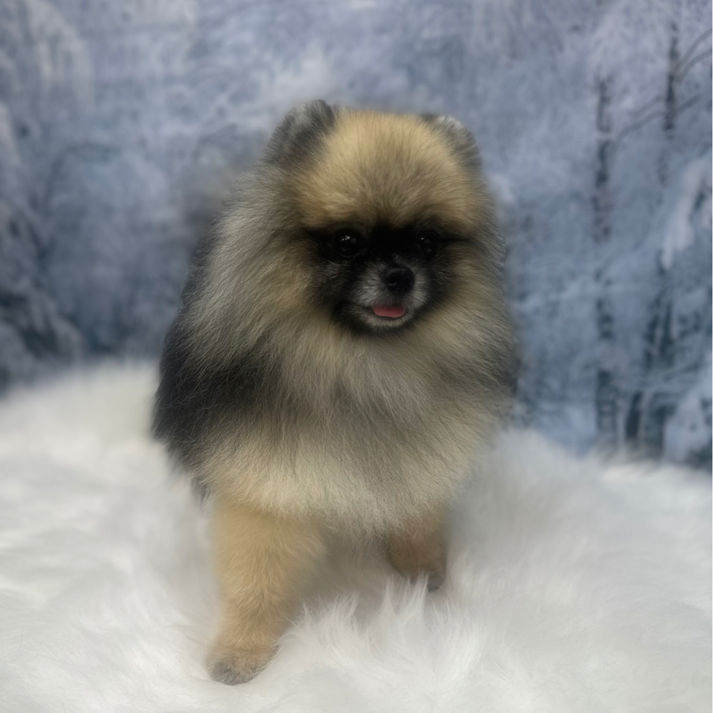 Шпиц мини до 3 кг гигиена без стрижки