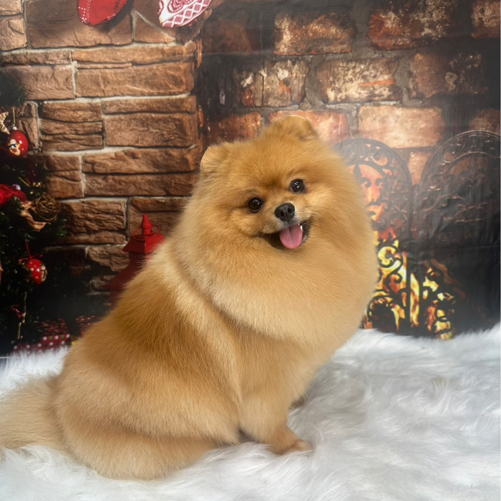 Шпиц до 6 кг стрижка (полный комплекс)