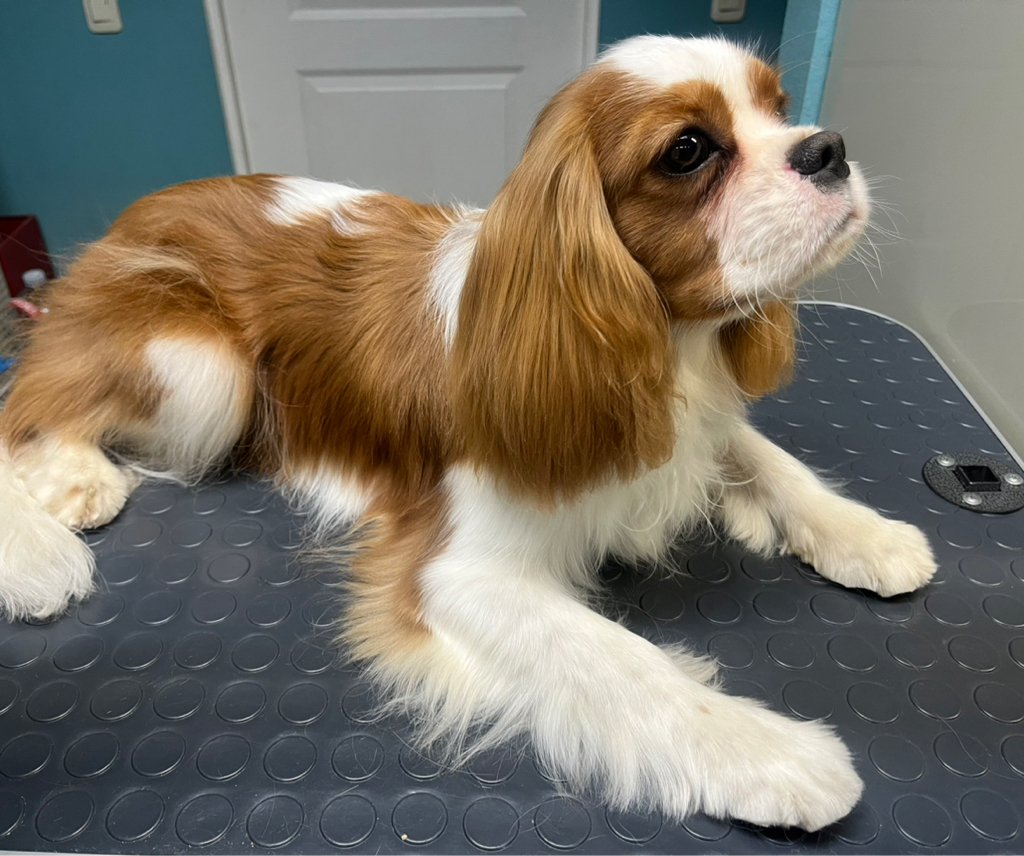 Кавалер Кинг-чарльз-спаниель комплекс