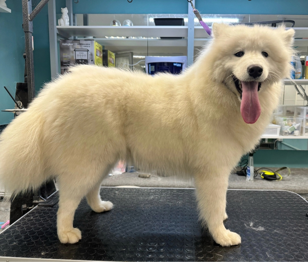 Самоедская собака/экспресс-линька