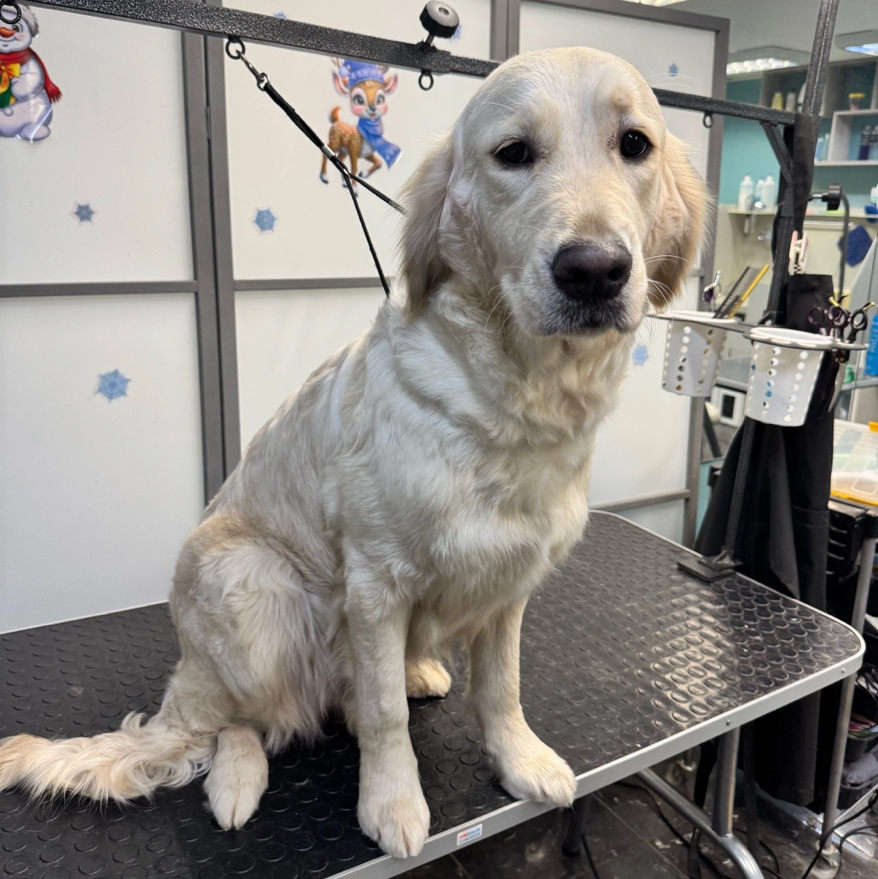 Ретривер голден мытье/сушка