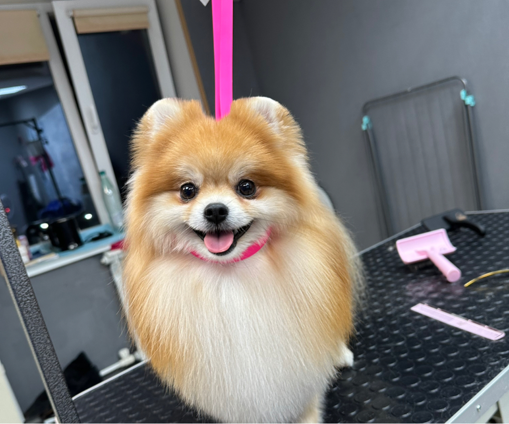 Шпиц до 6 кг гигиена без стрижки