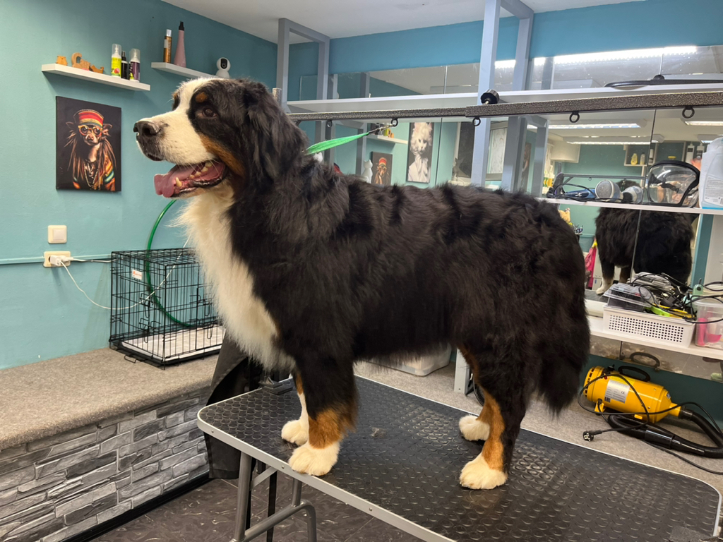 Зенненхунд комплексный уход по породе