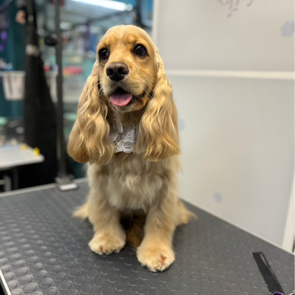 Американский кокер-спаниель мытье/гигиеническая стрижка