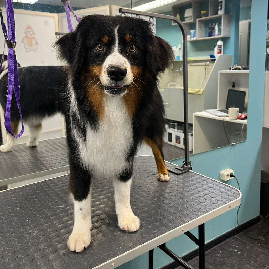 Ауси полный комплекс