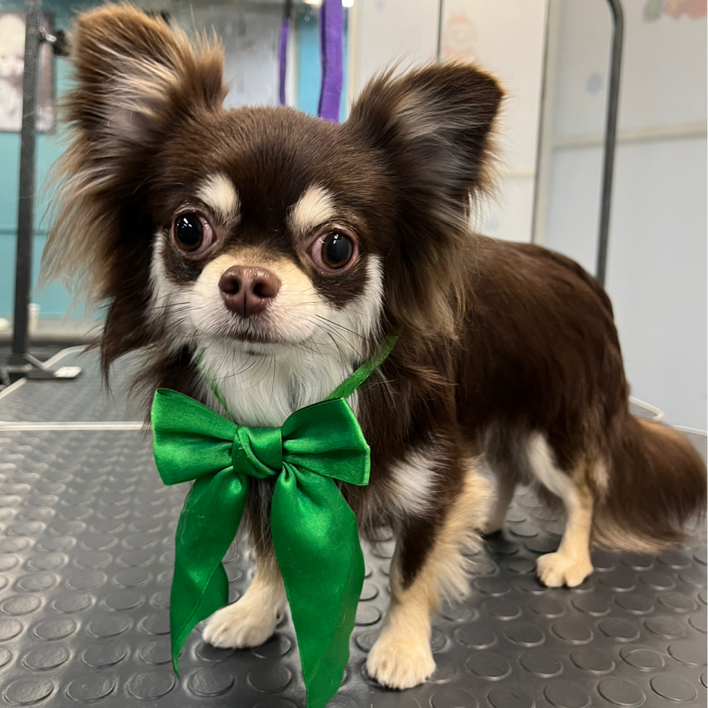 Чихуахуа длинношерстная комплекс