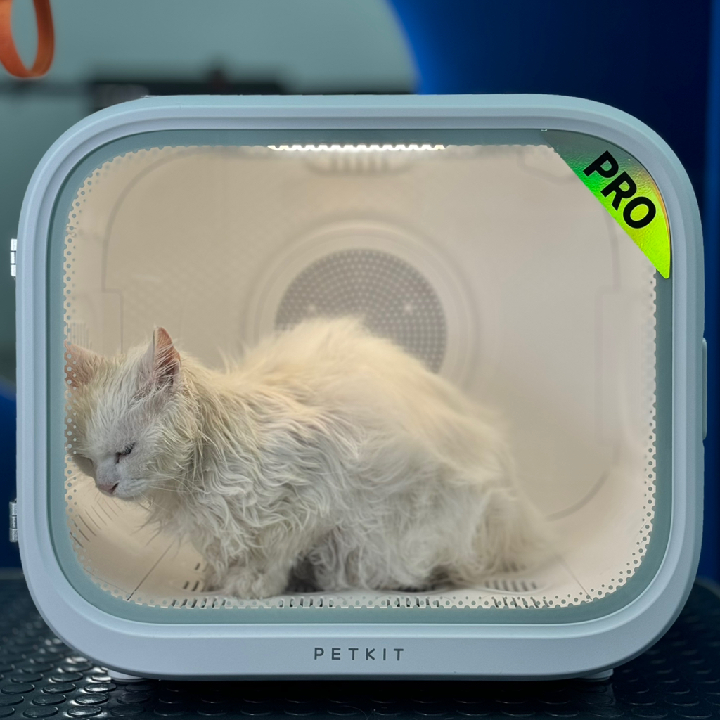 Купание кошек